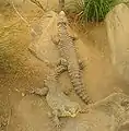 Two giant girdled lizards at the Frankfurt Zoo