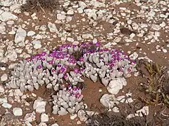 Succulents Gibbaeum pubescens, Anysberg Nature Reserve