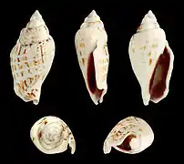 Gibberulus gibbosus