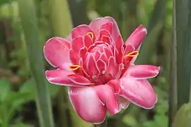 Etlingera elatior