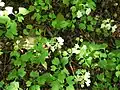 A forest of saplings sprout among last year's seeds