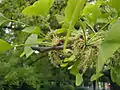 Pollen cones of Ginkgo