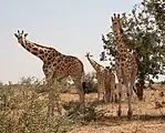 Giraffes