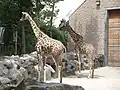 Masai giraffe