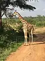 Giraffe feeding at the Center