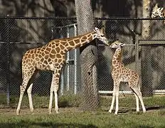 Giraffes