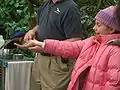 A girl feeds worms to a golden-breasted starling.