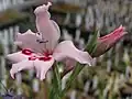 Gladiolus carneus