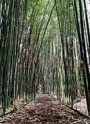 Bamboo maze