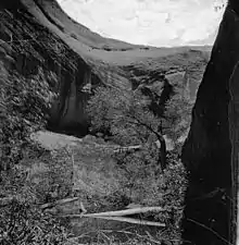 The view from the bottom of a forested canyon, showing curved rock formations above.