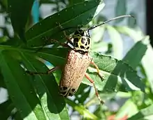 Glenea spilota climbing on a leaf