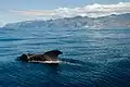 Short-finned pilot whale off Tenerife