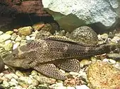 Armoured catfish