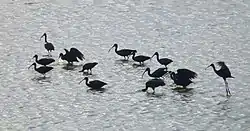 Glossy ibises