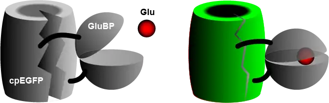 iGluSnFR binds to glutamate, becomes fluorescent.