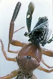 Gluvia dorsalis eating a Eurydema oleracea