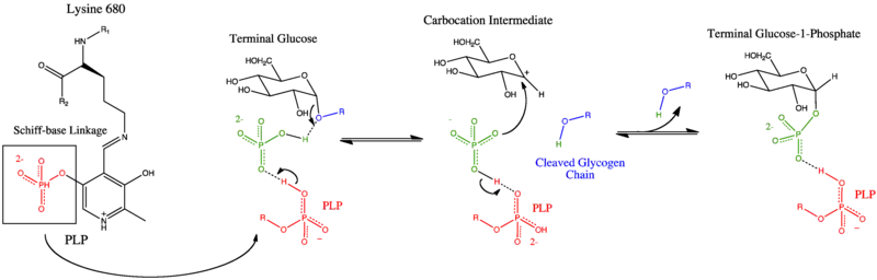 Catalytic Site Mechanism