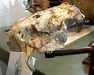 G. texanum skull preserving bite marks from a Smilodon