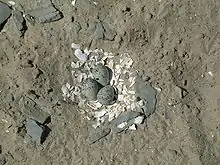 Three eggs, bluish with black speckling, sit atop a layer of white mollusc shells pieces, surrounded by sandy ground and small bits of bluish stone.