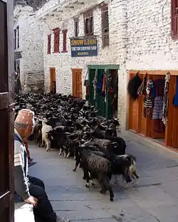 Goats in Marpha