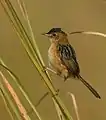 Golden-headed Cisticola (Cisticola exilis tytleri) at Manas National Park, Assam, India