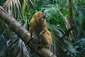 Golden lion tamarin (Leontopithecus rosalia)