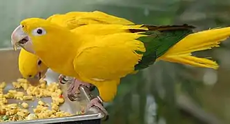 Feeding in captivity at the National Aviary