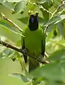 Male in Nagarhole National Park, India