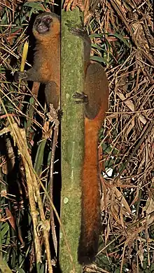 Brown lemur