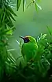 Golden-fronted leafbird