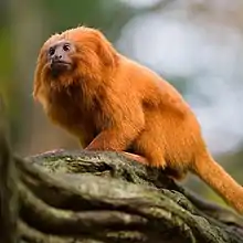 A small orange monkey