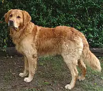 Dark Golden Golden Retriever