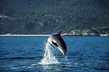 A dolphin jumps out of the water