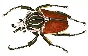 Goliath beetle