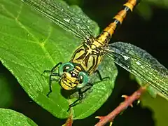 Female O. f. unguiculatus, close-up on head