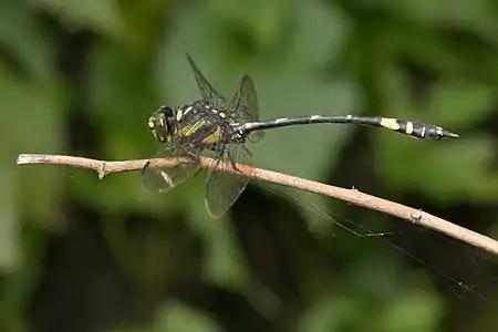 male