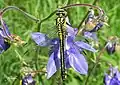 Gomphus vulgatissimus, female, South France