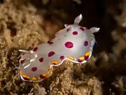 Goniobranchus bimaensis