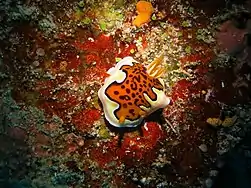 Goniobranchus gleniei