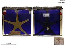 colour photo of two preserved Goniopecten demonstrans specimines in tanks