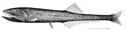 Image 19Many bristlemouth species, such as the "spark anglemouth" above, are also bathypelagic ambush predators that can swallow prey larger than themselves. They are among the most abundant of all vertebrate families. (from Pelagic fish)