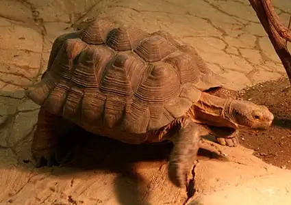 A gopher tortoise with severe pyramiding