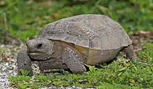 Gopher tortoise