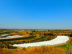 Agriculture in Çlirim