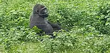 Image 33Gorilla at Mefou primate sanctuary (from Tourism in Cameroon)