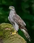 Northern goshawk