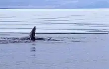 Whale showing one of pectoral fins