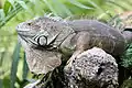 Green Iguana (Iguana iguana)