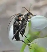 Mating couple