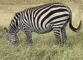 Pregnant, Serengeti, Tanzania